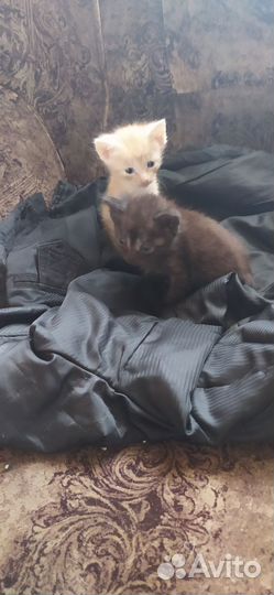 Сибирские котята в добрые руки