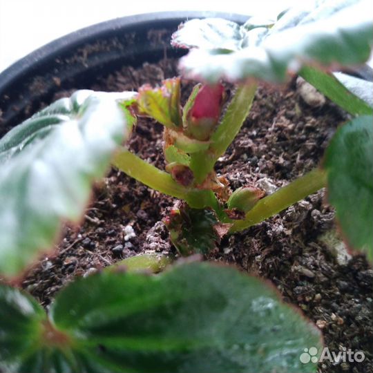 Бегония элатиор