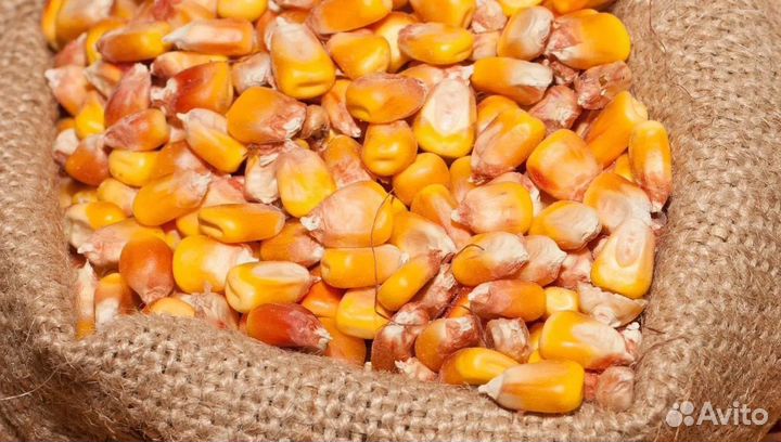 Сахарная свёкла, Кормовой ячмень корма