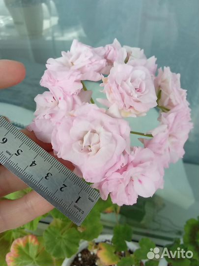 Пеларгония герань