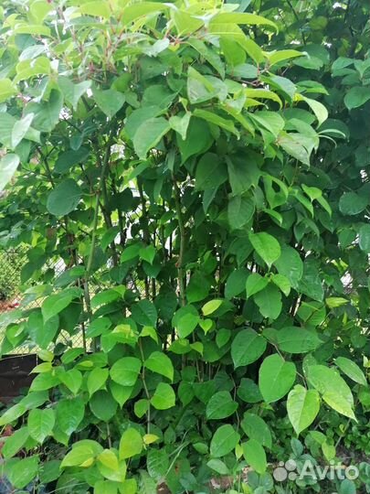 Бамбук горец сахалинский