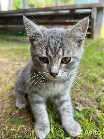 Котята в добрые руки даром бесплатно