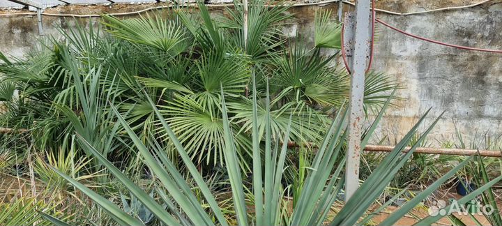 Экзотические растения для озеленения