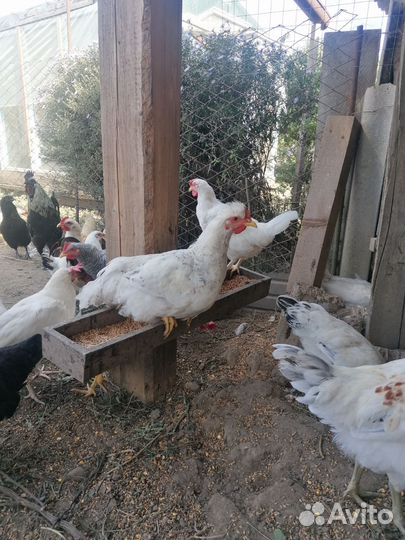 Цыплята петушки