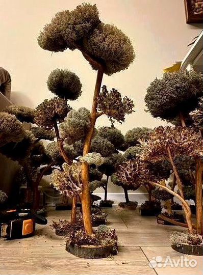 Дерево Цетарария