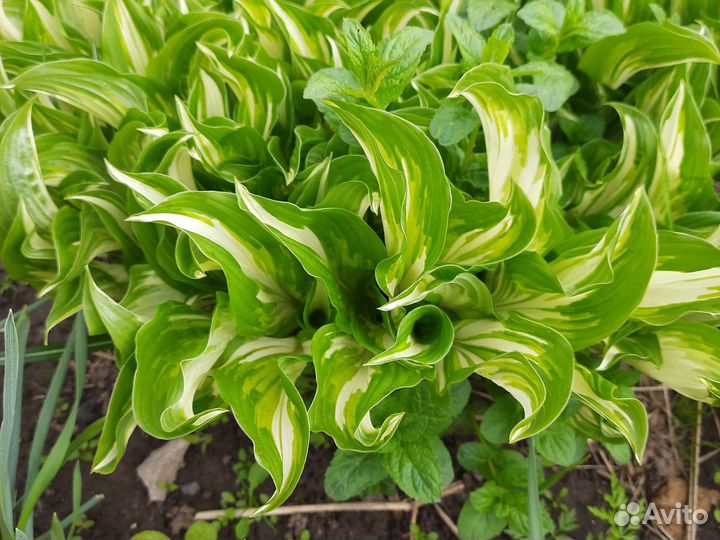 Саженцы хосты, бадана, декоративного лука-чеснока