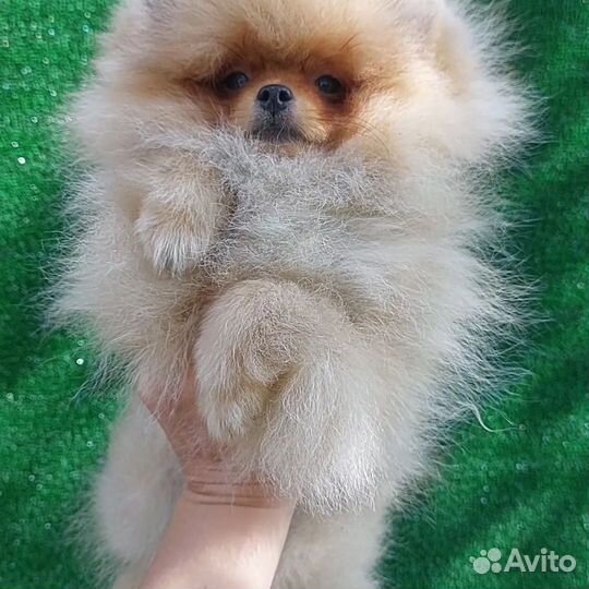 Померанский шпиц кукольная мишка