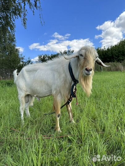 Продается козел