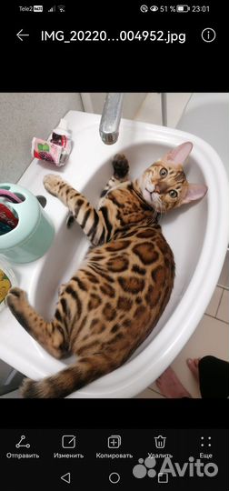 Вязка кошек