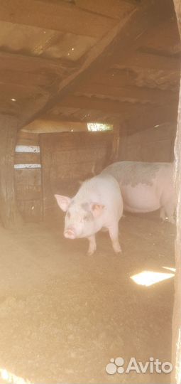 Мясо вьетнамских поросят