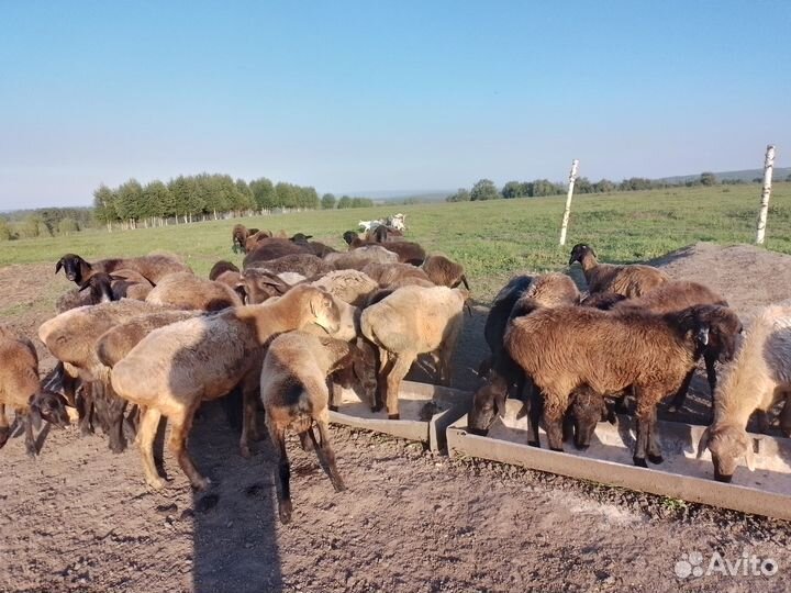 Эдильбаевские овцы