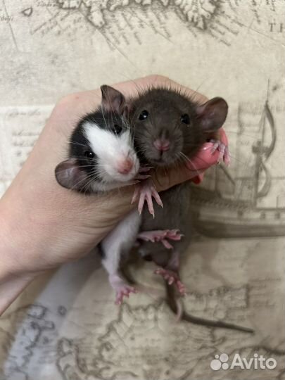 Ручные Крысята дамбо мальчики.Питомник