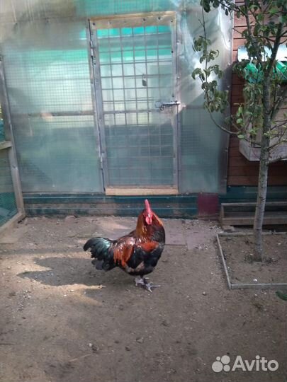 Петух Маран