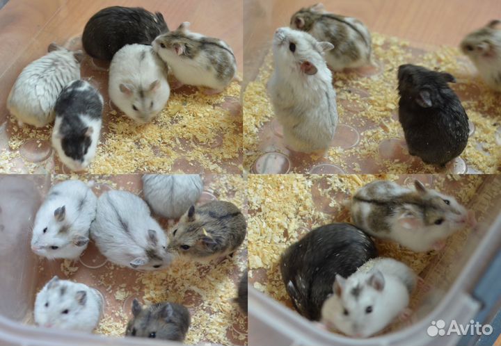 Ручный хомяки 1 мес.с клетками