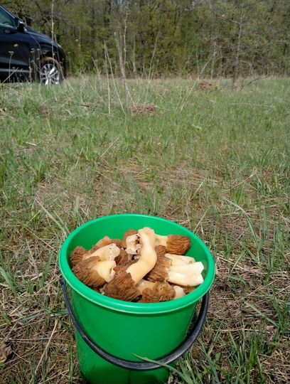 Участок 21 сот. (СНТ, ДНП)