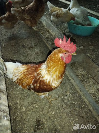 Молодые петухи