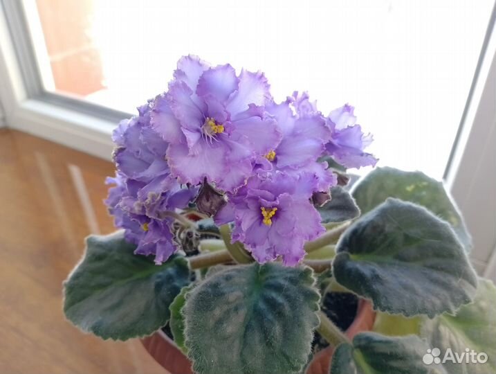 Фиалка Blue Dragon в подарок