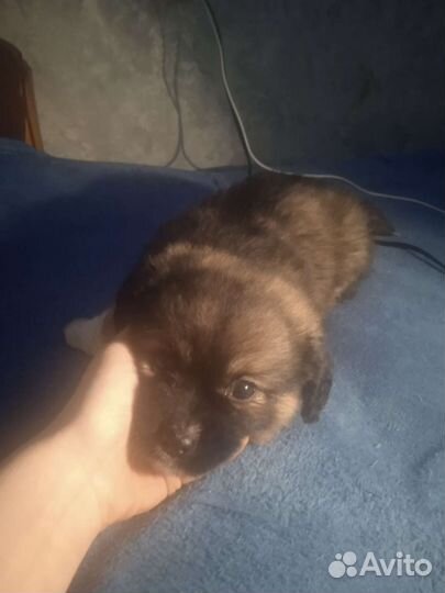 Собака в добрые руки щенок