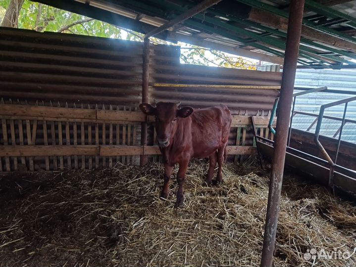 Бычки и телята