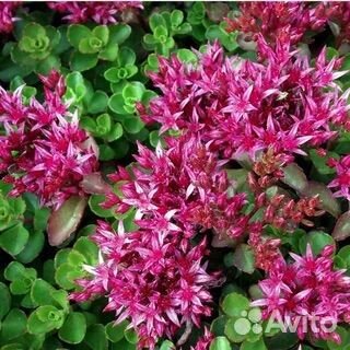 Многолетние корневищные цветы