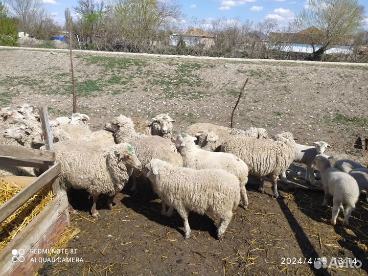 Овцы бараны ягнята