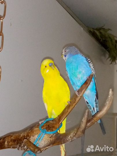 Пара волнистых попугаев