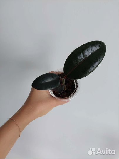 Фикус Абиджан