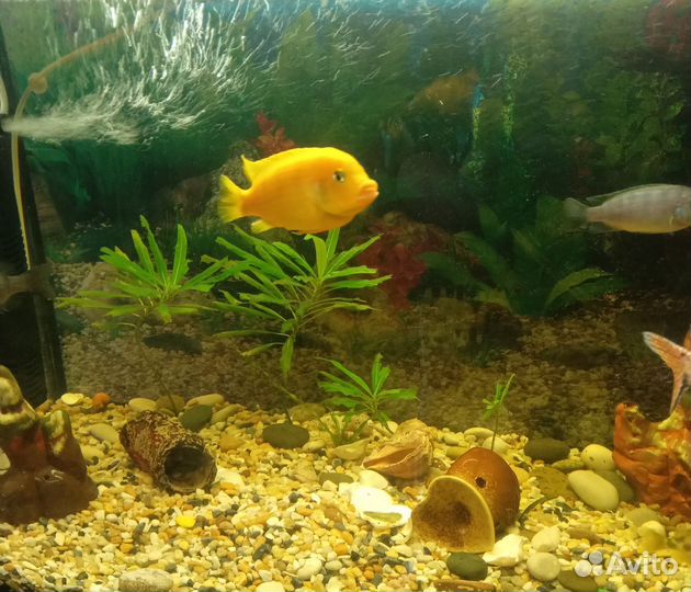 Аквариум с тумбой 200 л