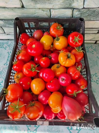 Помидоры свежие домашние