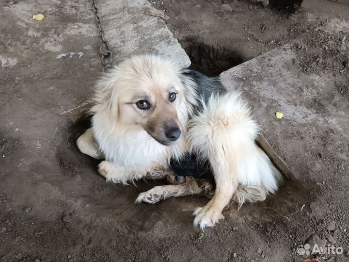 Собака в добрые руки бесплатно