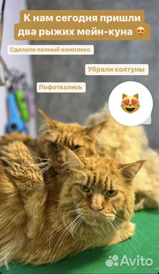 Стрижка кошек и котов, без вашей помощи