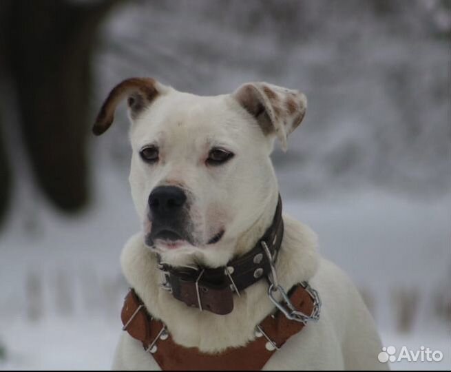 Метис аргентинского дога в приюте