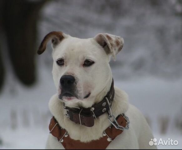 Метис аргентинского дога в приюте
