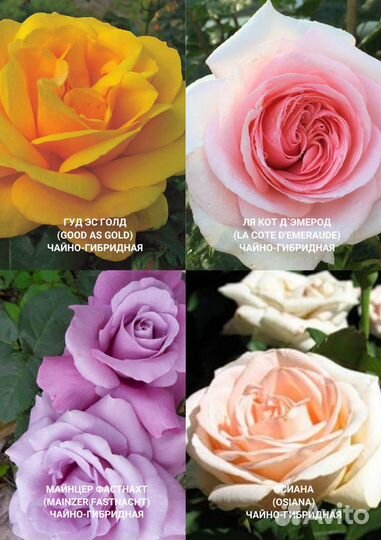 Чайно гибридные розы