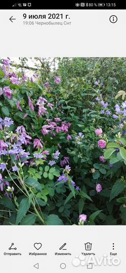 Садовые многолетние цветы