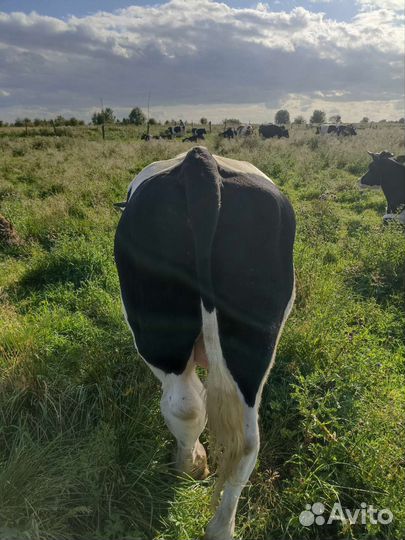 Быки и телки