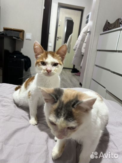 Котята в добрые руки бесплатно