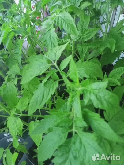 Рассада помидор