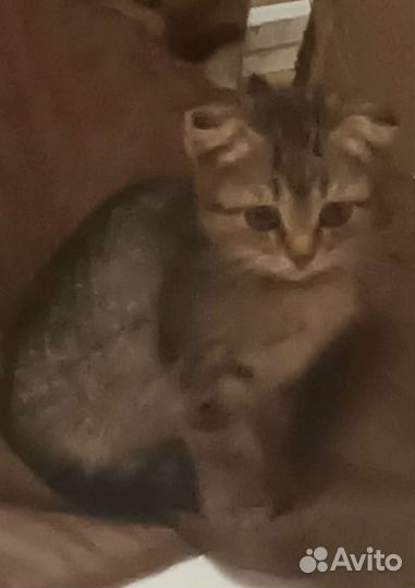 Шотландские котята