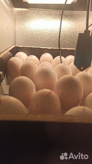 Инкубатор для яиц автоматический