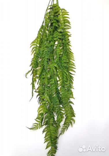 Растения для гостиной папоротник опт