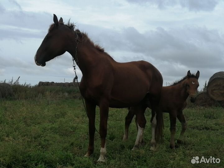 Лошадь и жеребчик