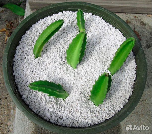 Стапелия грандифлора grandiflora