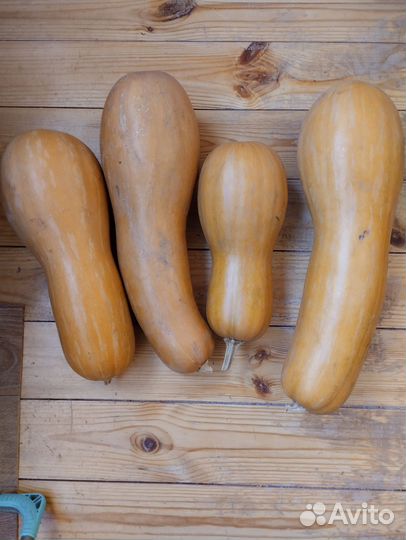 Тыква домашняя