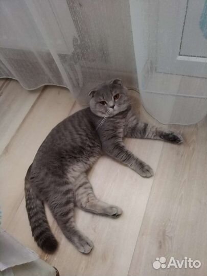 Ищем кошечку для вязки