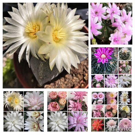 Астрофитумы гимнокалицыумы цветущие кактусы