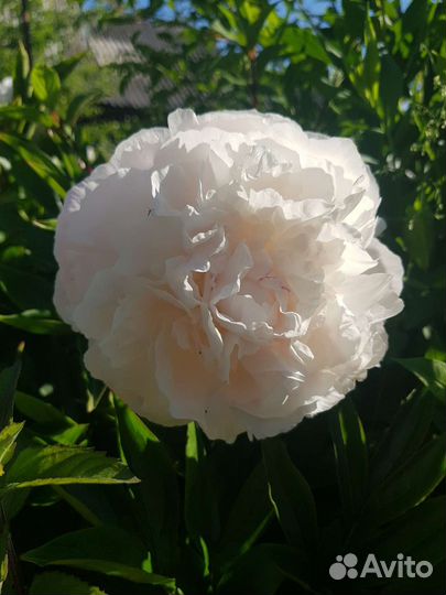 Пионы сортовые саженцы