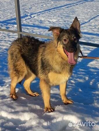 В добрые руки