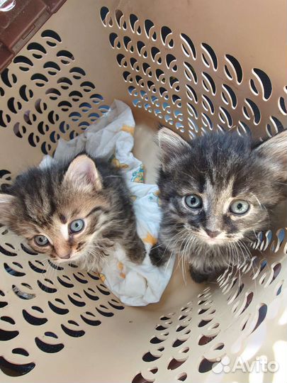 Котята 2 месяца