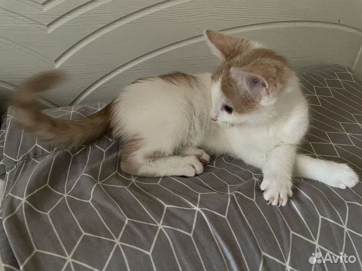 Котенок в дар